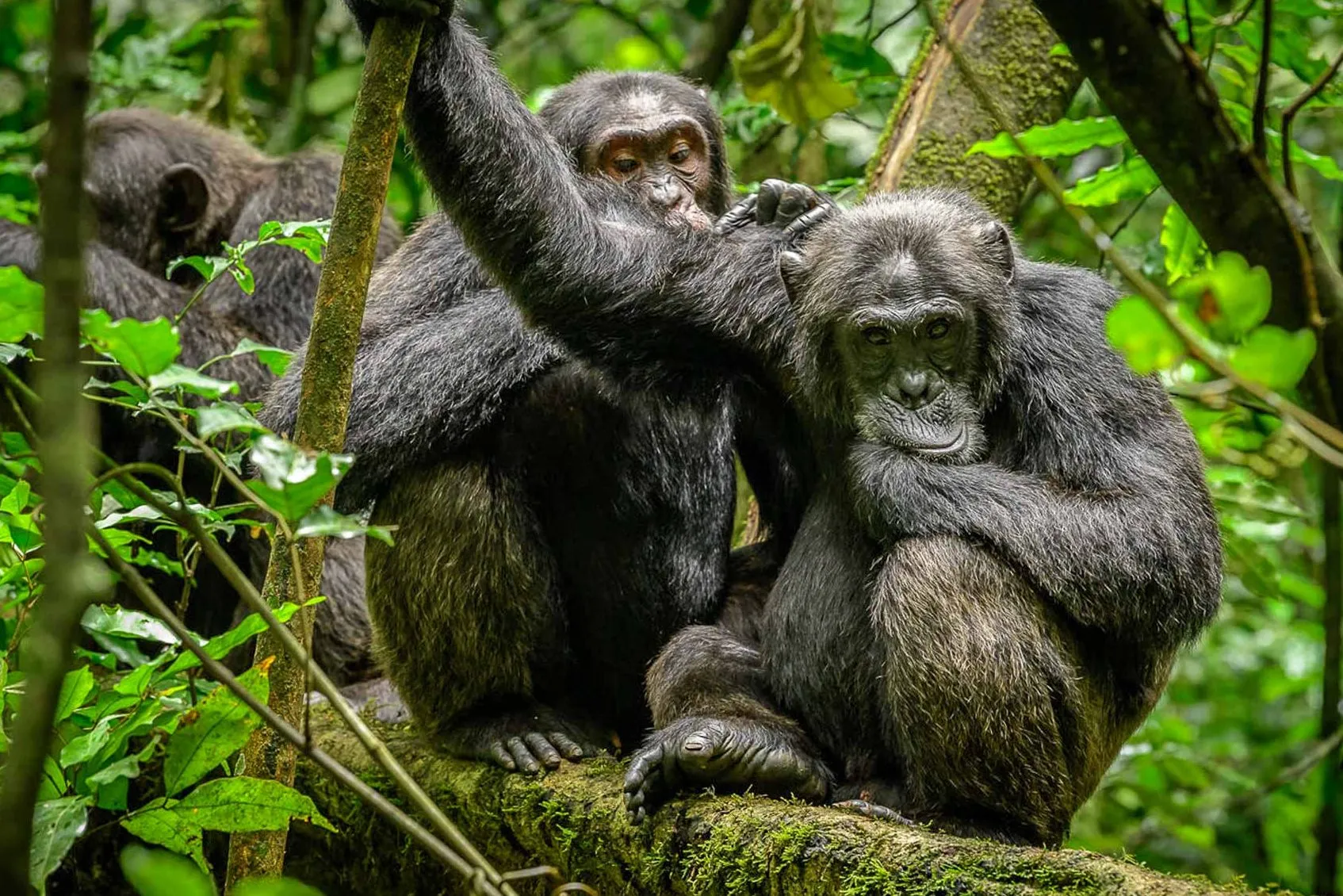 4 days Uganda chimpanzee and wildlife tour