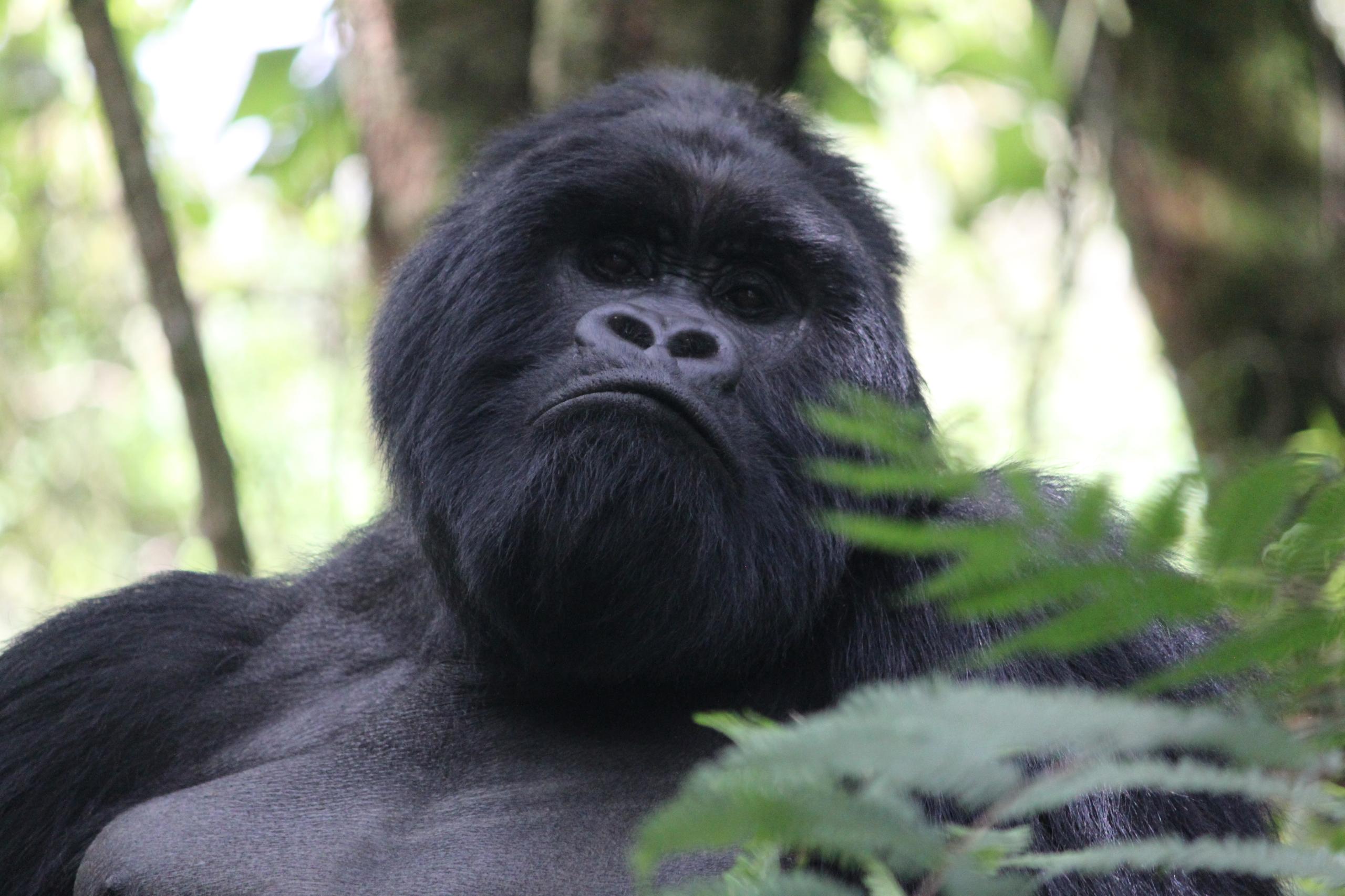 5 days mountain gorillas and wildlife safari