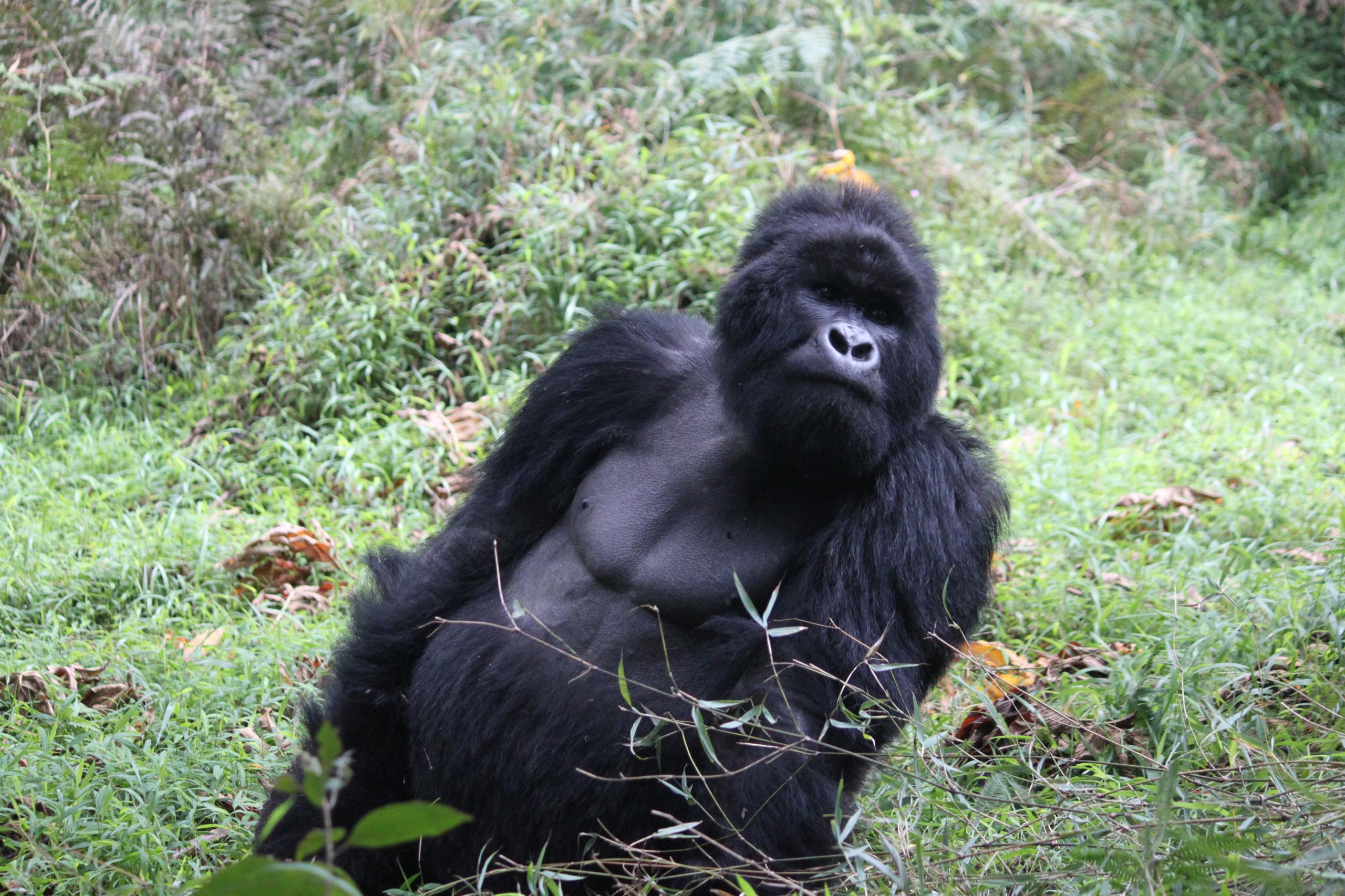 4 days mountain gorillas and wildlife safari