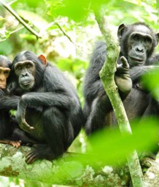 Kibale Forest National Park