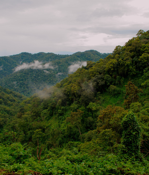 Bwindi Impenetrable National Park