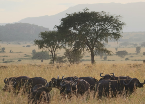 4 DAYS KIDEPO NATIONAL PARK SAFARI