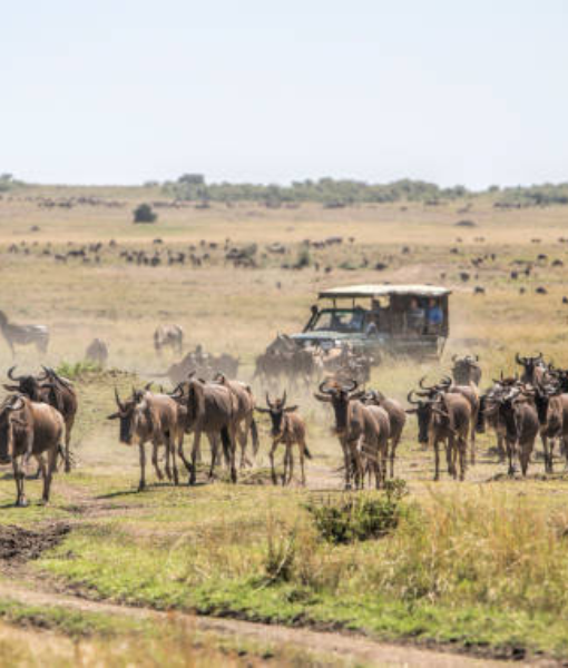 Kidepo Valley National Park