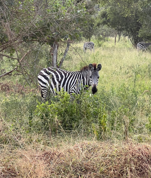 Lake Mburo National Park
