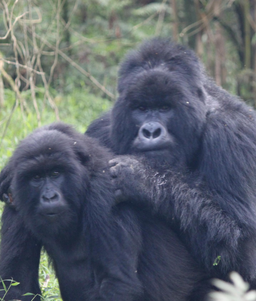 Mgahinga Gorilla National Park