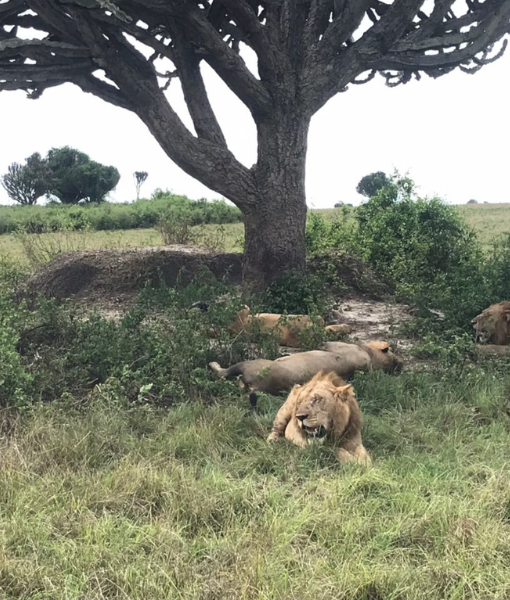 Queen Elizabeth National Park