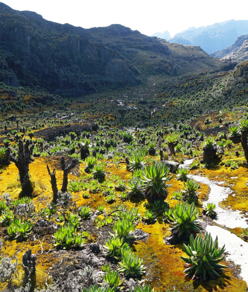 Rwenzori Mountains National Park